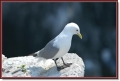 farne islands. bempton cliffs-25